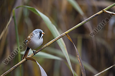 Bartmeise / Bearded Til / Panurus biarmicus