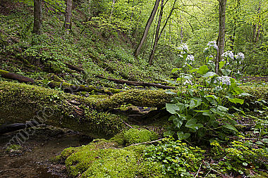 Brühlbach bei Bad Urach