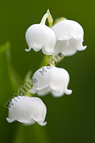 Maiglöckchen / lily of the valley / Convallaria majalis