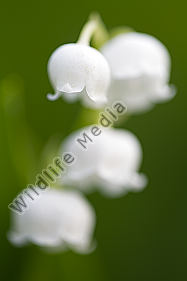 Maiglöckchen / lily of the valley / Convallaria majalis