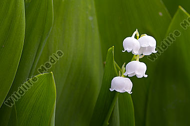 Maiglöckchen / lily of the valley / Convallaria majalis