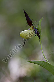 Frauenschuh / lady`s slipper orchid / Cypripedium calceolus