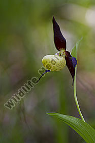 Frauenschuh / lady`s slipper orchid / Cypripedium calceolus
