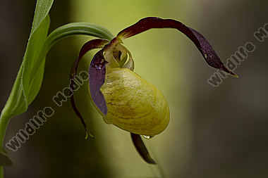 Frauenschuh / lady`s slipper orchid / Cypripedium calceolus