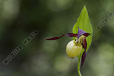 Frauenschuh / lady`s slipper orchid / Cypripedium calceolus