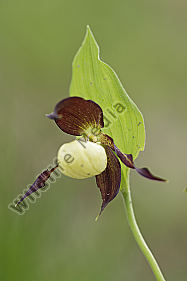 Frauenschuh / lady`s slipper orchid / Cypripedium calceolus