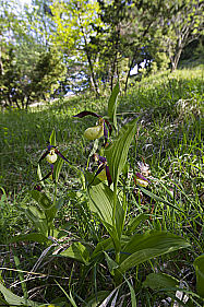 Frauenschuh / lady`s slipper orchid / Cypripedium calceolus