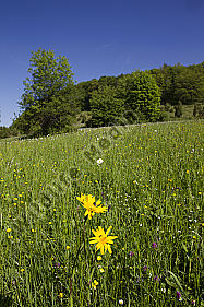 Frühling Spring