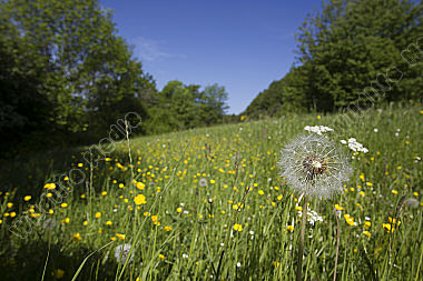 Frühling Spring