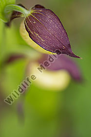 Frauenschuh / lady`s slipper orchid / Cypripedium calceolus