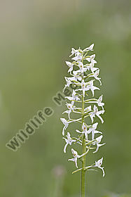 zweiblättrige Waldhyazinthe / Platanthera bifolia / lesser butterfly-orchid