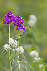 Hundswurz / Pyramid orchid / Anacamptis pyramidalis