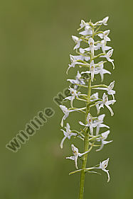 zweiblättrige Waldhyazinthe / Platanthera bifolia / lesser butterfly-orchid