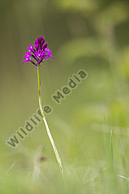 Hundswurz / Pyramid orchid / Anacamptis pyramidalis
