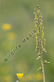 großes Zweiblatt / Listera ovata / greater twayblade