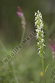 zweiblättrige Waldhyazinthe / Platanthera bifolia / lesser butterfly-orchid