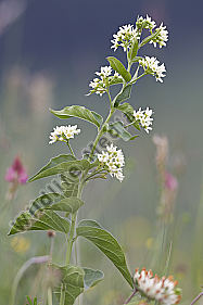 Schwalbenwurz