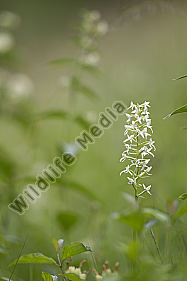 zweiblättrige Waldhyazinthe / Platanthera bifolia / lesser butterfly-orchid