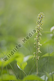 großes Zweiblatt / Listera ovata / greater twayblade