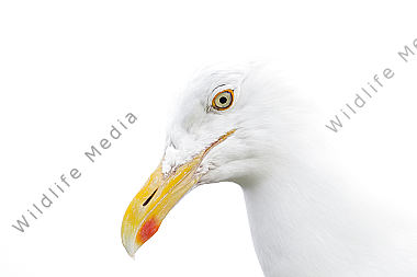 Möwe