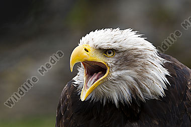 Weißkopf-Seeadler Haliaeetus leucocephalus American Bald Eagle