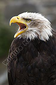 Weißkopf-Seeadler Haliaeetus leucocephalus American Bald Eagle