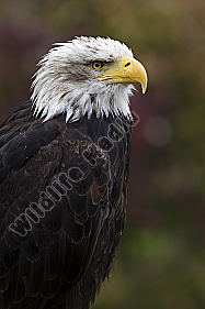 Weißkopf-Seeadler Haliaeetus leucocephalus American Bald Eagle