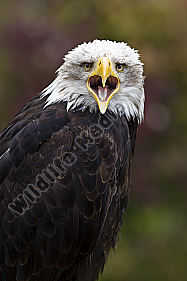 Weißkopf-Seeadler Haliaeetus leucocephalus American Bald Eagle