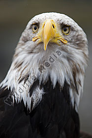 Weißkopf-Seeadler Haliaeetus leucocephalus American Bald Eagle