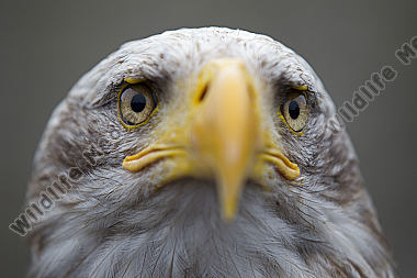 Weißkopf-Seeadler Haliaeetus leucocephalus American Bald Eagle