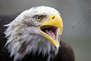 Weißkopf-Seeadler Haliaeetus leucocephalus American Bald Eagle