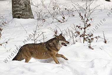 Canis lupus