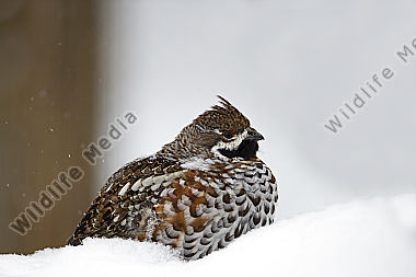 Haselhuhn / hazel grouse / Tetrastes bonasia