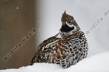 Haselhuhn / hazel grouse / Tetrastes bonasia