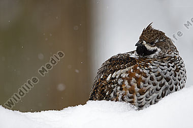 Haselhuhn / hazel grouse / Tetrastes bonasia