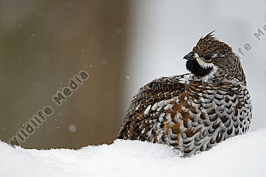 Haselhuhn / hazel grouse / Tetrastes bonasia