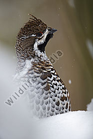 Haselhuhn / hazel grouse / Tetrastes bonasia