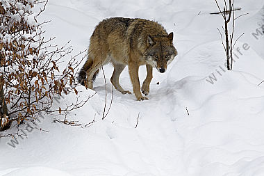 Wolf im Schnee