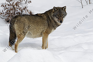 Wolf im Schnee