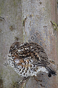 Haselhuhn / hazel grouse / Tetrastes bonasia