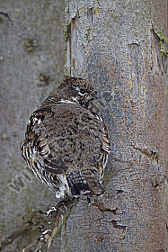 Haselhuhn / hazel grouse / Tetrastes bonasia