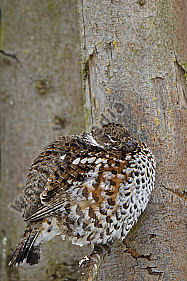 Haselhuhn / hazel grouse / Tetrastes bonasia