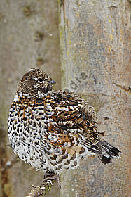 Haselhuhn / hazel grouse / Tetrastes bonasia