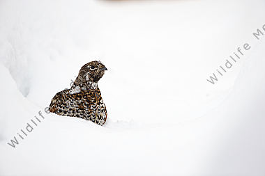 Haselhuhn im Schnee