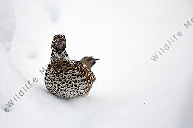 Haselhuhn im Schnee