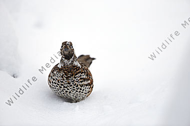 Haselhuhn im Schnee