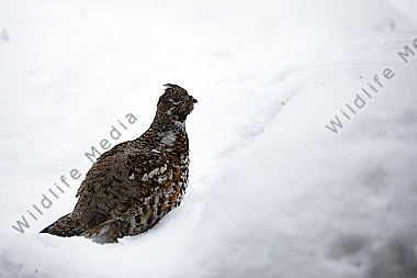 Haselhuhn im Schnee