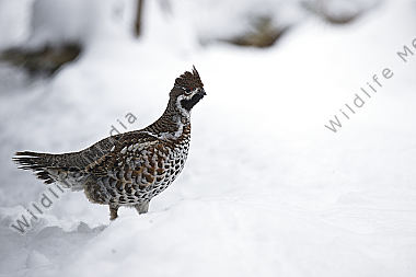 Haselhuhn im Schnee