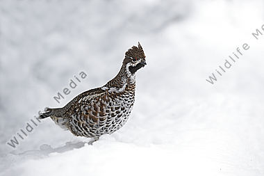 Haselhuhn im Schnee