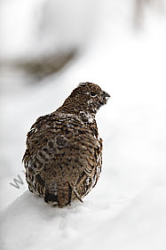 Haselhuhn im Schnee